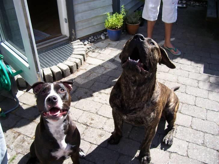 Amerikansk staffordshire terrier Camí billede 4