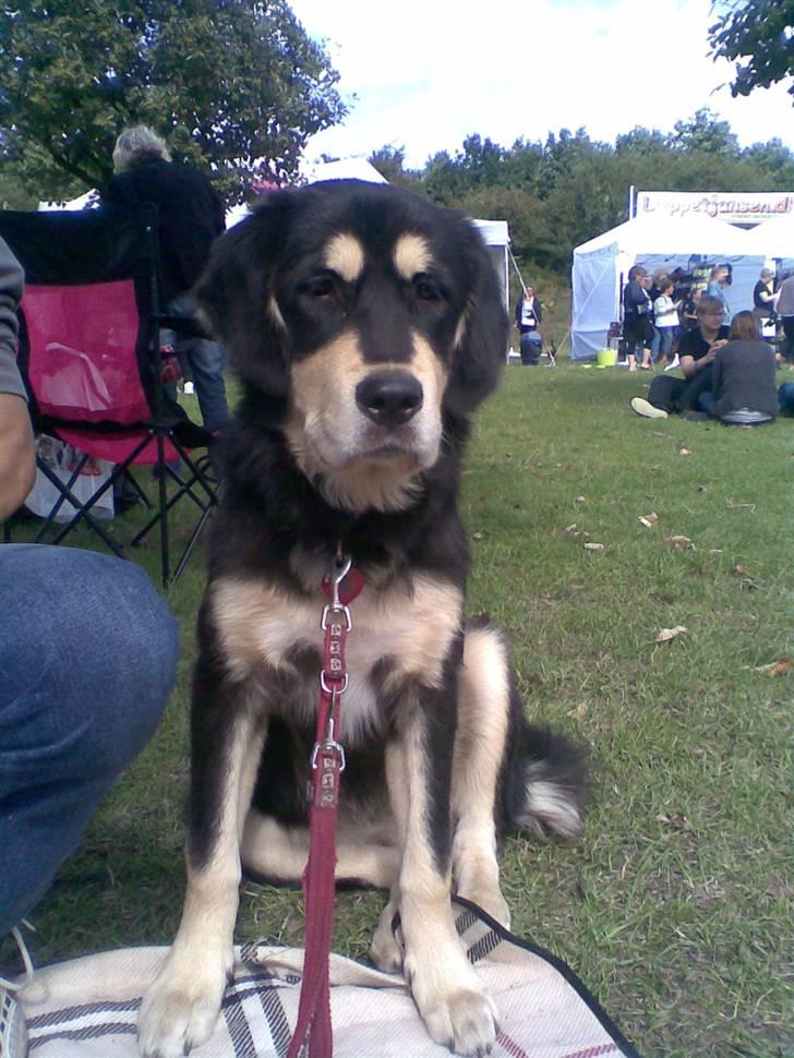 Tibetansk mastiff Tseepo - 6 MDR billede 17