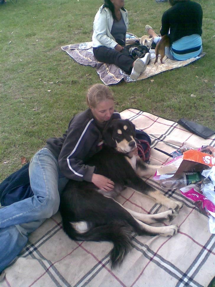 Tibetansk mastiff Tseepo - 6 MDR billede 18