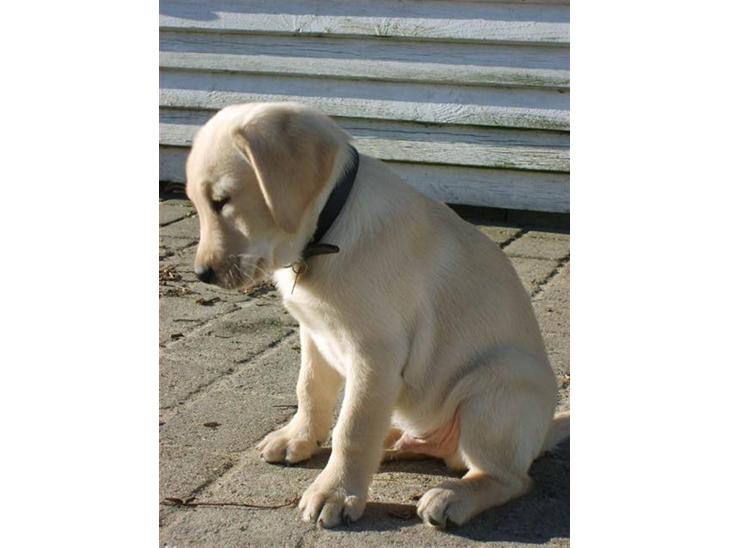 Labrador retriever Vaks - ejhhh... det ser farlig ud :/ billede 1