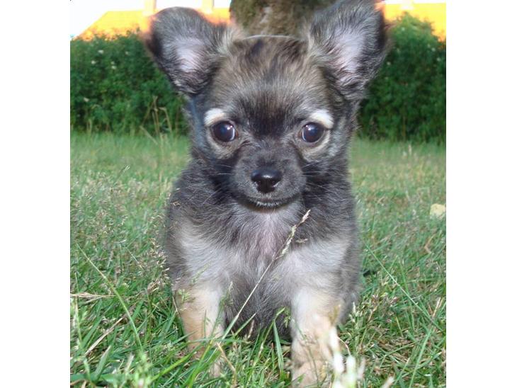 {{currentPhoto.altText}} billede {{currentPhoto.number}}