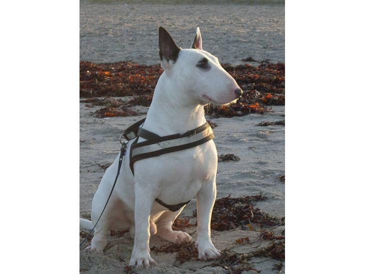 Bullterrier ALF  R.I.P savner dig ven - alf billede 1