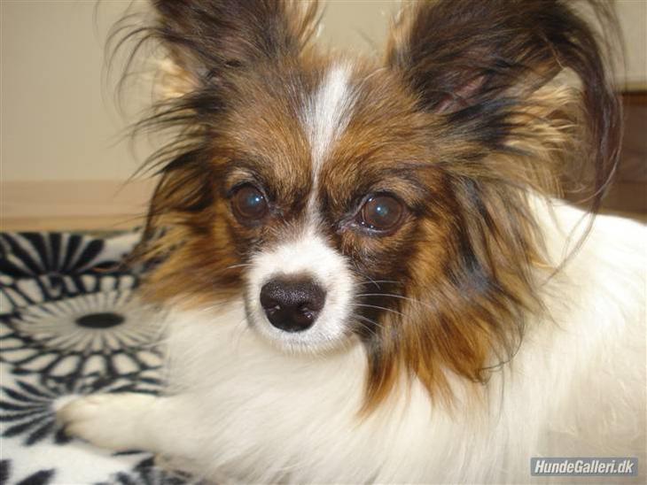 {{currentPhoto.altText}} billede {{currentPhoto.number}}