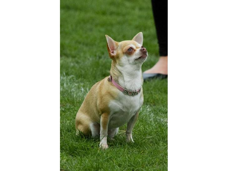 {{currentPhoto.altText}} billede {{currentPhoto.number}}