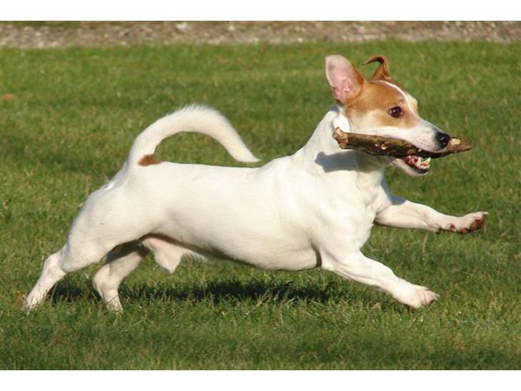 Jack russell terrier AaB - Febuar 2009 billede 1