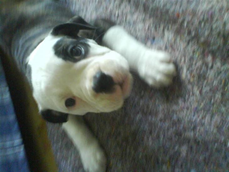 {{currentPhoto.altText}} billede {{currentPhoto.number}}