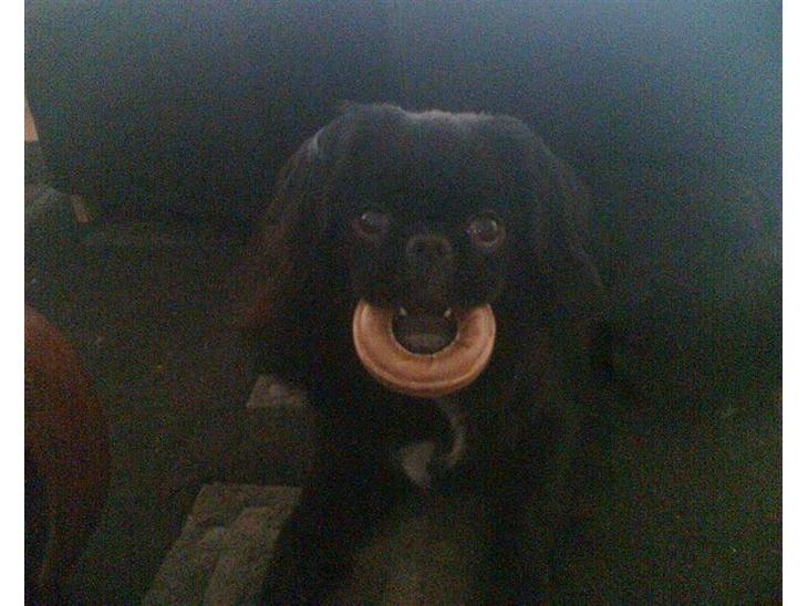 {{currentPhoto.altText}} billede {{currentPhoto.number}}