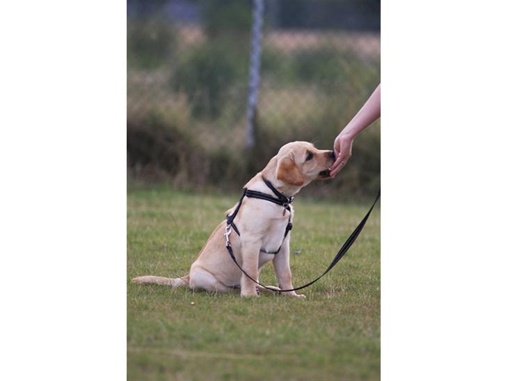 Labrador retriever Tvebak  R.I.P. billede 1