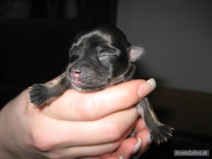 Chihuahua Obelix - Billeder af hunde - Uploaded af Rikke