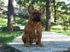 Fransk bulldog Cocio