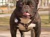 Fransk bulldog Bosse