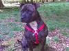 Staffordshire bull terrier aya