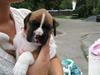 Boxer Cille