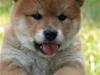 Shiba Zena