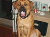 Blanding af racer Werner *broholmer/mastiff