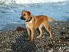 Blanding af racer Werner *broholmer/mastiff