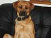 Blanding af racer Werner *broholmer/mastiff