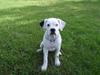 Amerikansk bulldog Kettners Feige (RIP 24/4-2016)