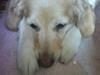 Golden retriever Freya