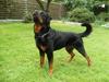Rottweiler !!' Kenzo '!!