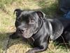 Staffordshire bull terrier ARNE "Attaboy" 
