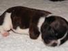 Fransk bulldog Albert