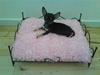 Chihuahua ¤*¨¨*¤.Gucci.¤*¨¨*¤