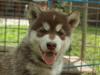 Alaskan malamute Sakima