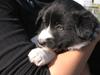 Border collie Kahlua
