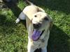 Labrador retriever Cheri