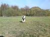 Bullterrier Ludvig