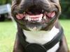 Staffordshire bull terrier Liva <3