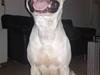 Amerikansk staffordshire terrier Pako (lille skind)