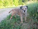 Border terrier Lusse