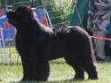 Newfoundlænder Frede