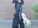 Dværgpuddel Finto's Black Beethoven