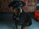 Rottweiler Maddie *solqt*