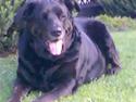 Blanding af racer Nanna (R.I.P)