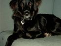 Blanding af racer Nala (RIP)