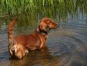 Gravhund Basotto´s Cille