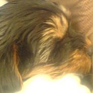 Yorkshire terrier Mini My<33