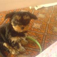 Yorkshire terrier Mini My<33