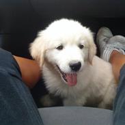 Blanding af racer Inzo <3