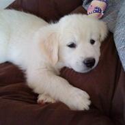 Blanding af racer Inzo <3