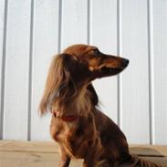 Miniature gravhund *Emma*