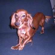 Miniature gravhund *Emma*