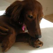 Miniature gravhund *Emma*