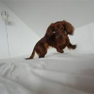 Miniature gravhund *Emma*