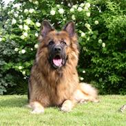 Schæferhund Nico *død*