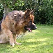 Schæferhund Nico *død*